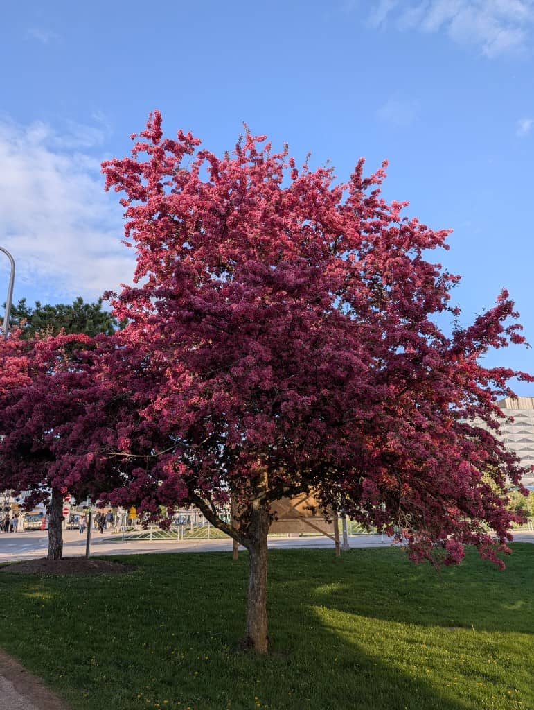 Spring