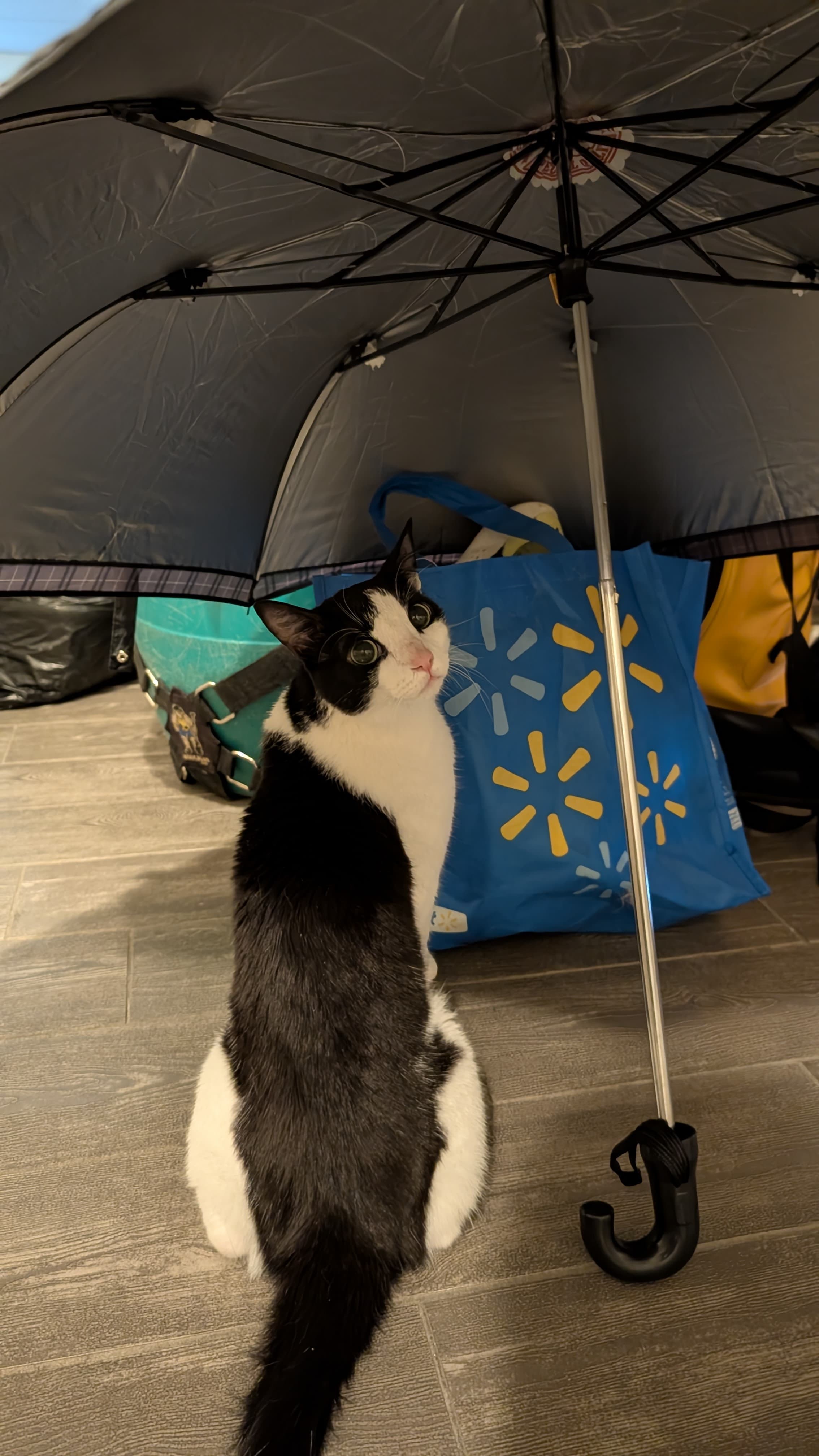 Luna the cat